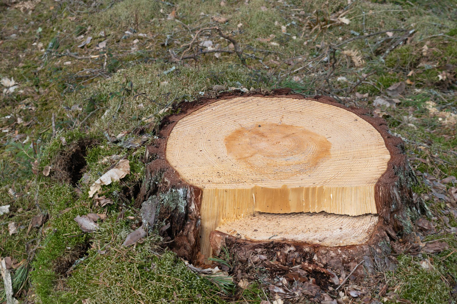 Stump Grinding Or Stump Removal? Key Differences Explained